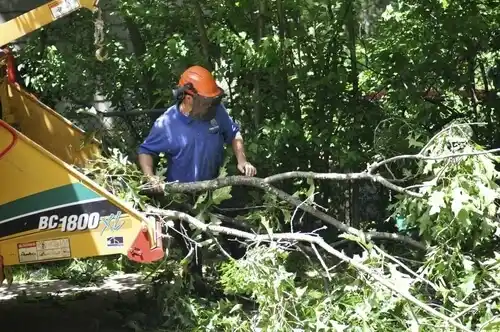 tree services Lathrop